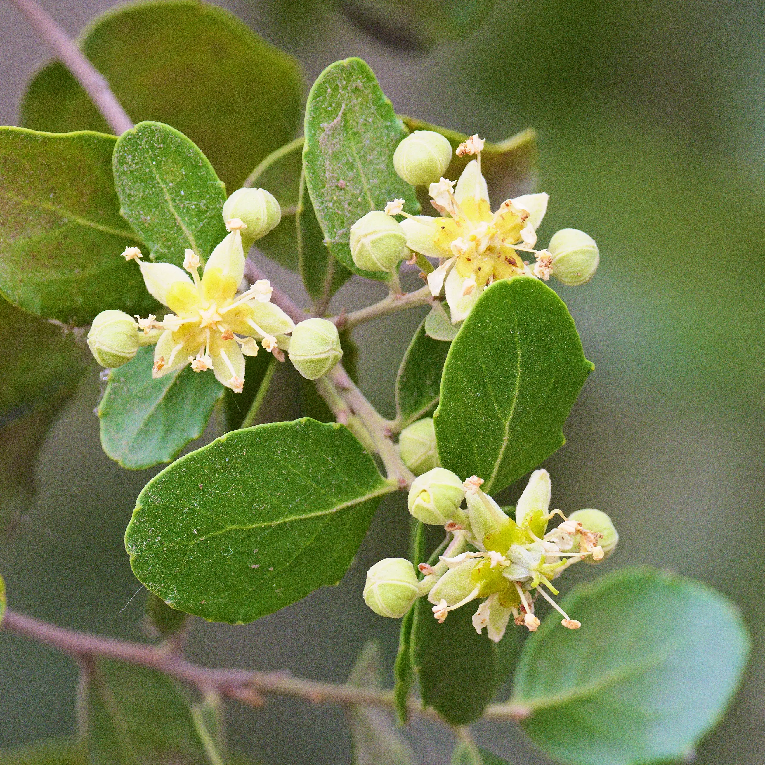 Chilean Soap Bark Plant
